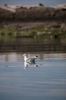 A short-billed gull formerly known as mew gull swimming in water with its reflection near a rocky shore, Gulf Island National Marine Park