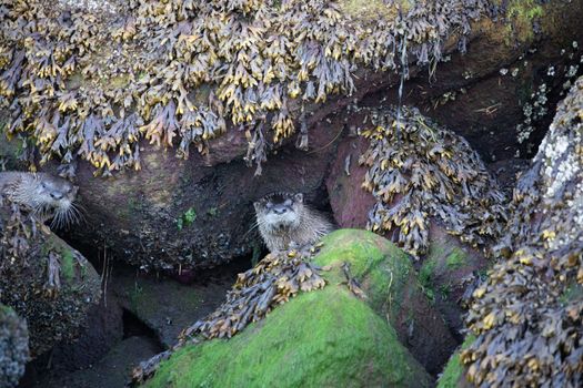 Sea otter hiding among algae covered rocks. Pacific Northwest, British Columbia, Canada