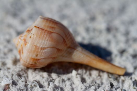 Lightning whelk shell, Sinistrofulgur perversum, found on a beach near Naples, Florida, United States