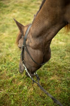 Horse eating grass. Brown horse eats hay. Farm details. Life in countryside. Bridle on horses muzzle.