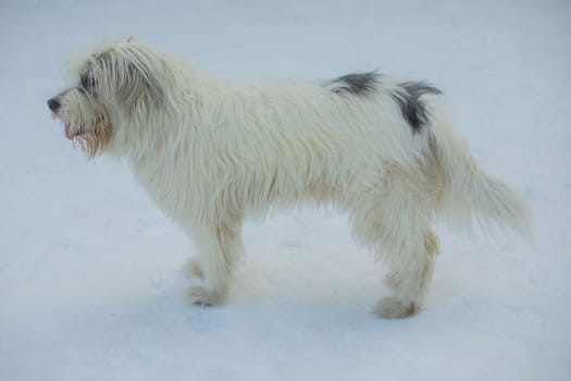 Dog in winter. Walking with pet in park in snow. Animal walks in forest. Details of life with pet.