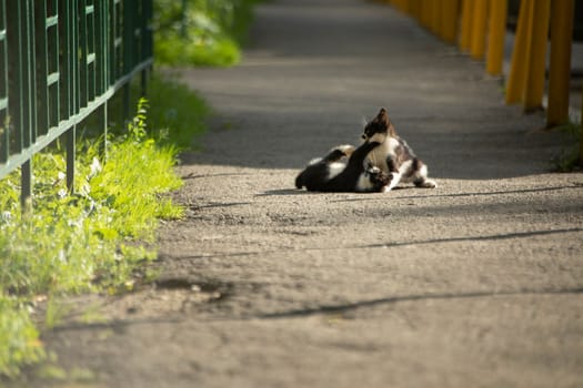 Kittens play on road in summer. Cats on street. Homeless kittens in yard. Solar track.