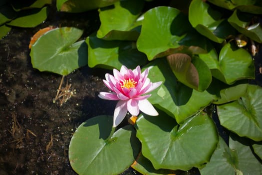 Lily in swamp. Lotus on pond. Beautiful nature. Aquatic plants.