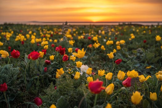 Wild tulip flowers at sunset, natural seasonal background. Multi-colored tulips Tulipa schrenkii in their natural habitat, listed in the Red Book