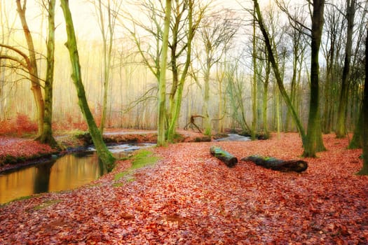 Autumn in the colors of autumn. The forest in fall - with sunrise and morning fog