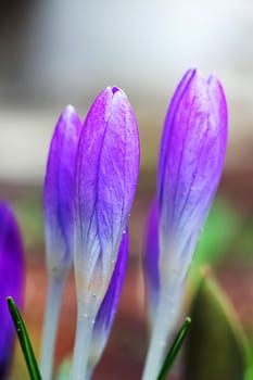 Young purple crocuses in the flowerbed macro photo