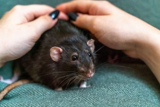 Black domestic rat Dumbo in female hands