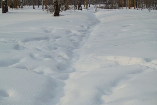 Snow drifts and snow tracks in winter forest, Park.