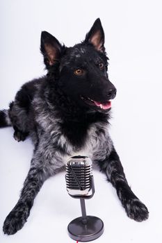 Beatiful mudi dog singing into microphone in studio ehite background