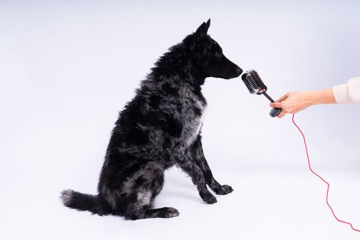 Beatiful mudi dog singing into microphone in studio ehite background