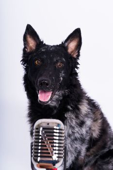 Beatiful mudi dog singing into microphone in studio ehite background