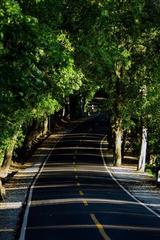 view of a beautiful road in the forest. bali