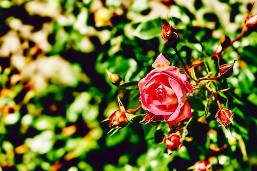 a prickly bush or shrub that typically bears red, pink, yellow, or white fragrant flowers, native to north temperate regions.