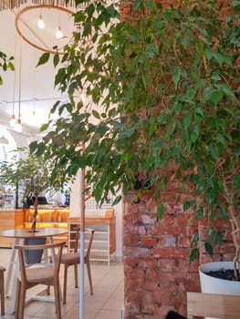 A plant against a brick wall, a design element in the modern interior of an empty cafe in vintage style, with wooden tables. Vertical photo.