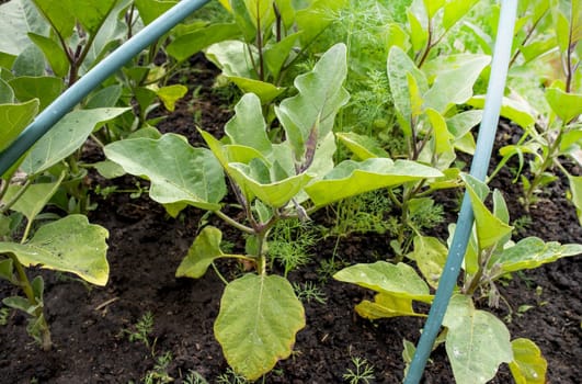 Close-up of growing young eggplant seedlings in a greenhouse under arcs for a normal microclimate and a large harvest.