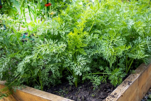 .Close-up of carrot tops on a raised wooden bed in the backyard garden, the concept of organic vegetable growing.