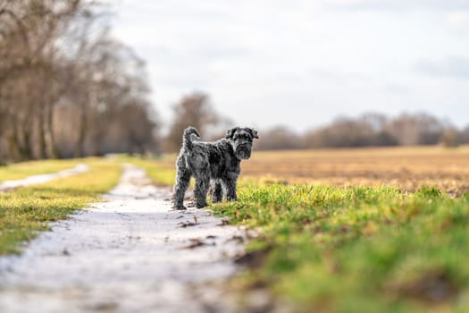 dog on a walk in nature. little black schnauzer. 