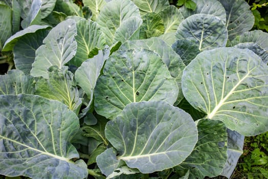 A pile of fresh green cabbage leaves, collected and stacked on the ground, sitting on top, background.