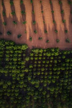 Fields in Toledo, with trees at sunset, with path, slopes and mountains in Castilla la Mancha.