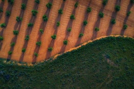 Fields in Toledo, with trees at sunset, with path, slopes and mountains in Castilla la Mancha.