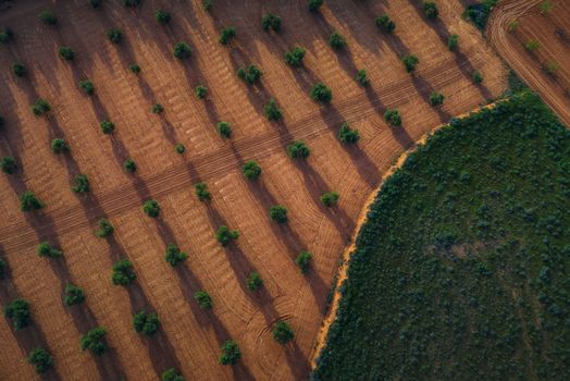 Fields in Toledo, with trees at sunset, with path, slopes and mountains in Castilla la Mancha.