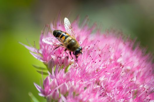 Bee collects nectar on sedum flowers, Close up of the insect, High quality photo
