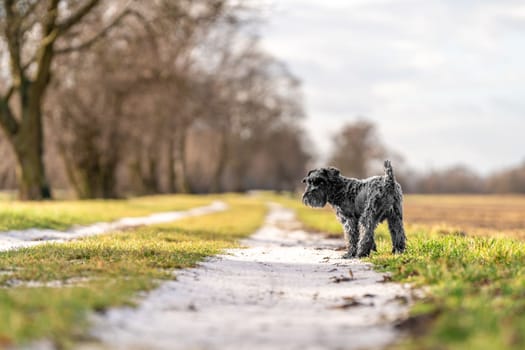 dog on a walk in nature. little black schnauzer. 