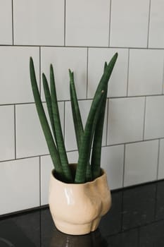 Medium concrete pot with green leaves on wooden floor - home plant