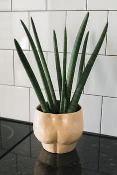 Medium concrete pot with green leaves on wooden floor - home plant