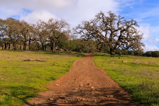 Dirt trail through oak trees in Marin County, California. High quality photo