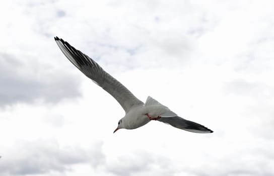 flying seagull with spread wings against a cloudy sky.