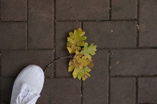 Autumn oak yellow leaves on paving slabs, white sneakers of a walker. Stock horizontal photo for banner, background.
