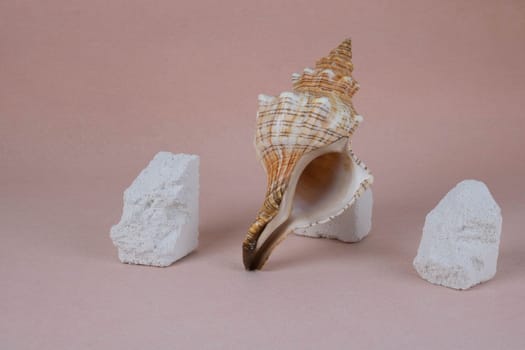 A large shell and white fragments of stones on a pink background.