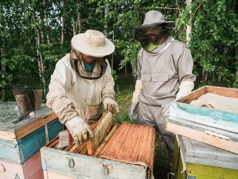 Beekeeper inspecting honeycomb frame at apiary at the summer day. Man working in apiary. Apiculture. Beekeeping