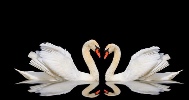 swans with reflection isolated on black background, love symbol