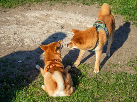 Shiba Inu plays on the dog playground in the park. Cute dog of shiba inu breed walking at nature in summer. walking outside.