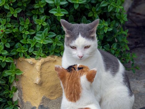 beautiful cats around Malta island. High quality photo