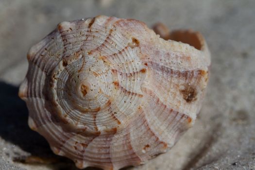 Front view of Lightning Whelk Shell, Sinistrofulgur perversum, found on a beach near Naples, Florida, United States