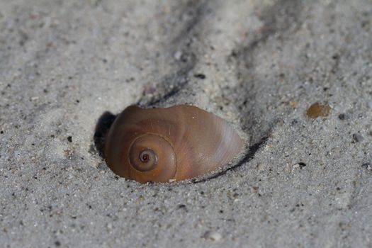 Close-up of a shark eye seashell, Neverita duplicata, found partially covered with sand, near Naples, Florida, United States