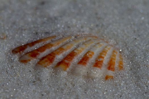 Close-up of an Atlantic Giant Cockle shell, Dinocardium robustum, found buried in sand near Naples, Florida, United States