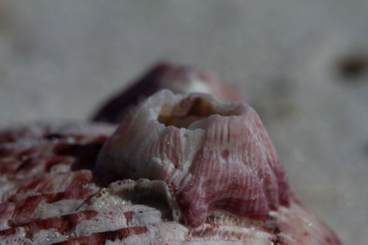 Closeup of a pink acorn barnacle or titan acorn barnacle on a beach, Naples, Florida, United States