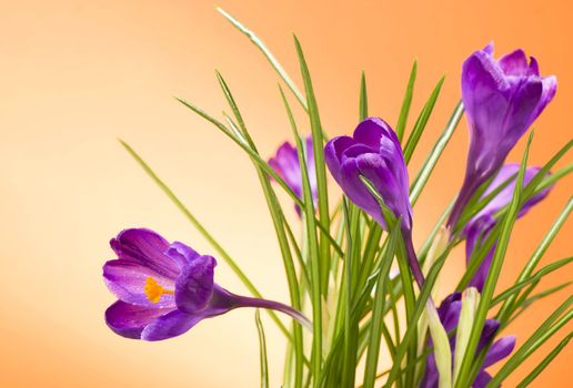 crocuses spring flowers on an orange background