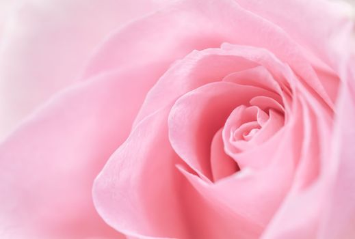 Pink rose flower. Macro flowers background for holiday brand design. Soft focus