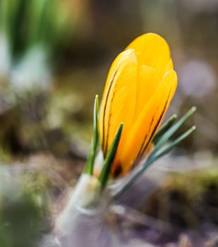 Spring is coming. The first yellow crocuses in the garden on a sunny day