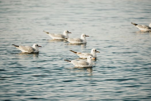 Seagulls flying in sunset sky. A flock of the seagull birds flies under a dark sky after sunset, over the sea along the rocky coast. Freedom concept