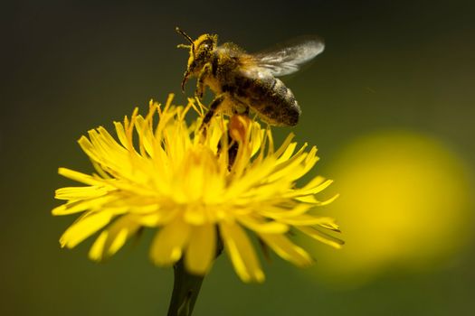 A stunning macro shot of a hardworking honeybee gathering nectar from a dandelion flower. Perfect for use in advertising, editorial content, or as wall art for nature lovers.