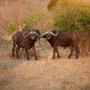Keeping a lookout. Full length shot of a group of buffalo on the African plains