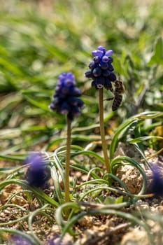 Blue muscari flowers bloom in the garden. Spring flowers. Blue muscari with a blurred background. Vertical photo