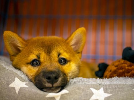 Selective focus. Portrait of cute Shiba Inu small dog, puppy, Close up. Dogecoin. Red-haired Japanese dog smile portrait. Illuminating color, cryptocurrency, electronic money. Photo for postcard