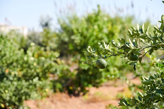 Unripe oranges on a tree branch on a sunny day